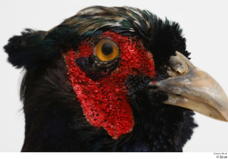 Pheasant  2 head 0013.jpg